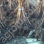 Малина ремонтантная