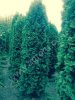 Туя западная Смарагд