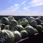 Капуста белокочанная