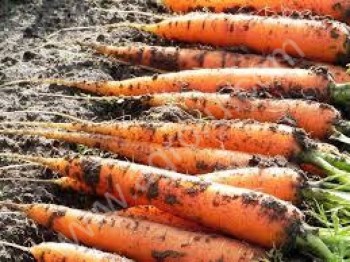 <span>морковь</span> урожай года