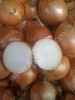 лук репчатый