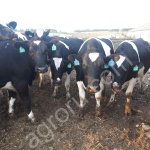 нетелей товарный скот черно-пестрой породы