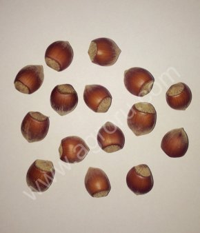 Фундук оптом