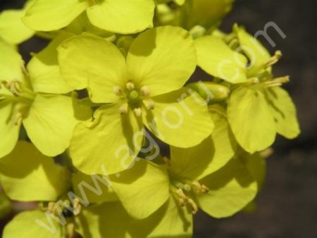 Семена озимого рапса