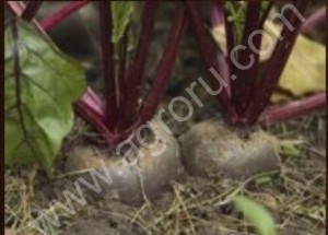 СВЕКЛА СТОЛОВАЯ ОТ ПРОИЗВОДИТЕЛЯ