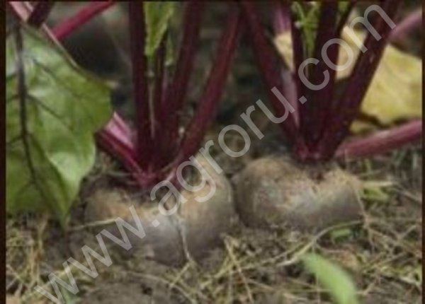 СВЕКЛА СТОЛОВАЯ ОТ ПРОИЗВОДИТЕЛЯ