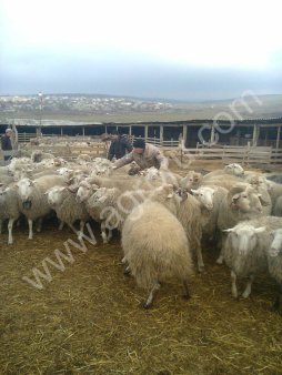 БАРАНИНА БЕЗ (ГМО)В Т.Ч. ХАЛЯЛЬ