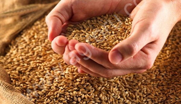 зерно фуражное, любое количество