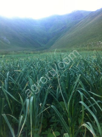 Чеснок озимый