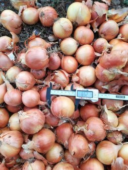 Лук репчатый, сорт Манас
