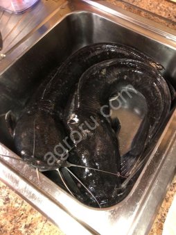 Рыба Африканский (клариевый) сом живой