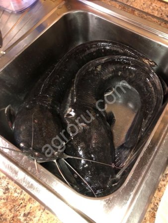 Рыба Африканский (клариевый) сом живой