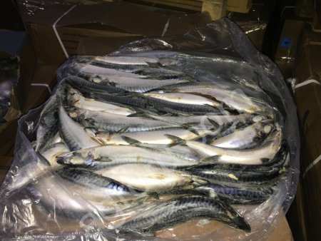 Скумбрия свежемороженая ОПТ