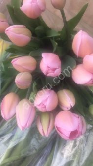 Тюльпаны оптом к 8 марта 2018г.