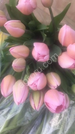 Тюльпаны оптом к 8 марта 2018г.