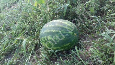 Арбуз Каристан, гибрид