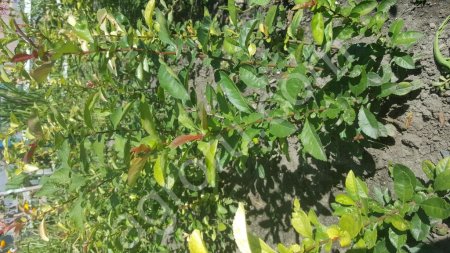 Сеянцы Хеномелес или айва японская