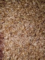 расторопша