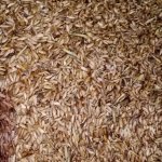 расторопша