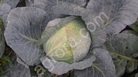 Капуста белокочанная (урожай 2017) от производителя