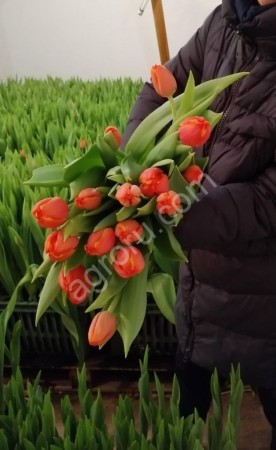 Тюлпаны оптом и в розницу.