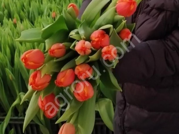 Тюлпаны оптом и в розницу.