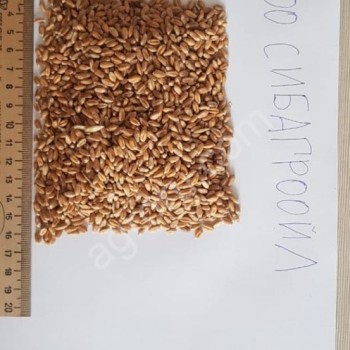 Пшеница 3 клаcc