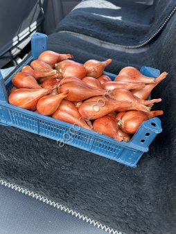 Лук сорокозубка(шалот , семейный , многозачатковы)