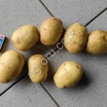 Семенной картофель ранние и поздние сорта.