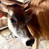 Высокоудойная корова Джерси