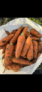 Морковь от производителя