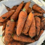 Морковь от производителя