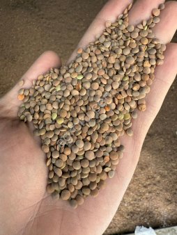 чечевица красная хорошая сухая