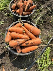 Морковь оптом