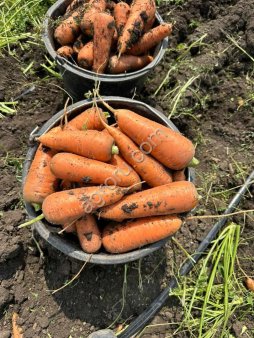 Морковь оптом