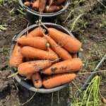 Морковь оптом