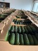 Огурец тепличный колючий короткоплодный Бъёрн