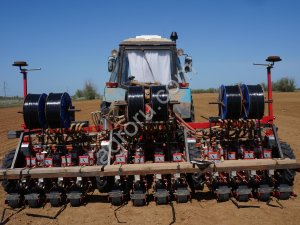 Стардаст семена лука репчатого