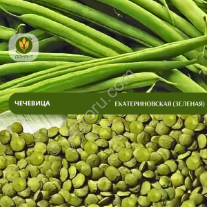 Семена чечевицы Екатериновская (зеленая)