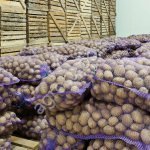 Картофель оптом с хозяйств. Сертификаты. Доставка по РФ