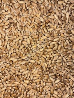 семена яровой пшеницы Новосибирская 31 Элита