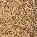 семена яровой пшеницы Новосибирская 31 Элита