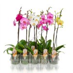 Орхидея Фаленопсис D12 H50