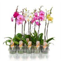 Орхидея Фаленопсис D12 H50