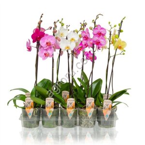 Орхидея Фаленопсис D12 H50