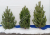 Ели и сосны оптом
