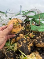 Репа Петровская