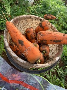 Морковь оптом
