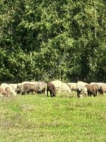 Бараны живым весом (30-45кг) 90 голов