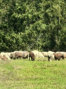 Бараны живым весом (30-45кг) 90 голов
